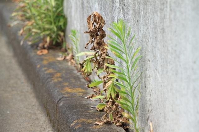 安全な除草剤の散布